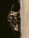 baldfaced_hornet823