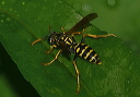 european_paper_wasp780