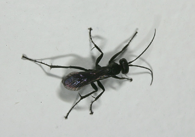 Anoplius sp. Pompilidae