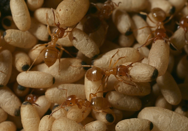 Lasius sp. Formicidae