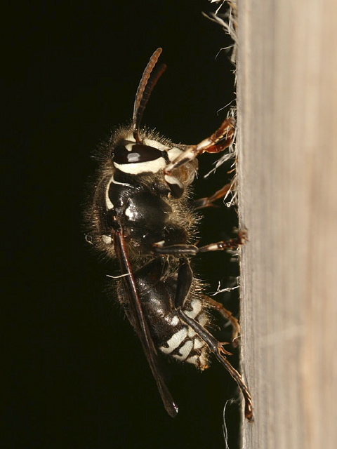 Dolichovespula maculata Vespidae