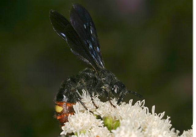 Scolia dubia Scoliidae