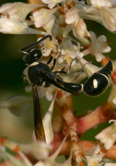 Eumenes fraternus Vespidae