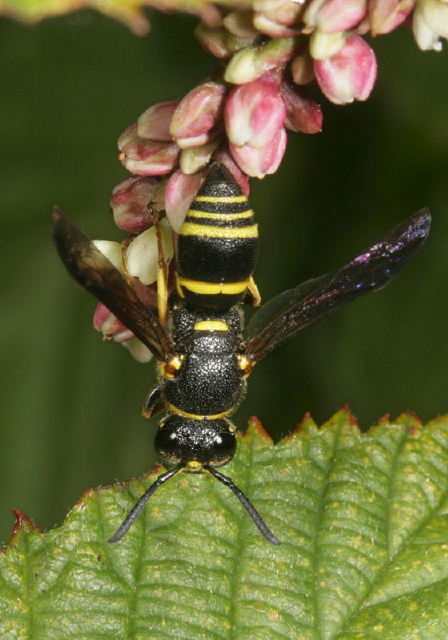 Euodynerus foraminatus Vespidae