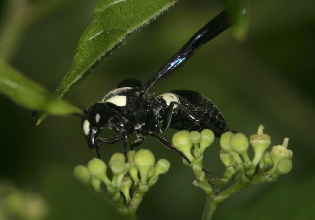 Monobia quadridens Vespidae