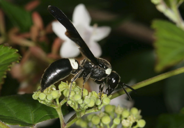 Monobia quadridens Vespidae