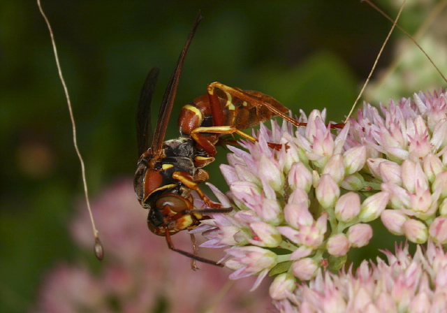 Polistes bellicosus Vespidae