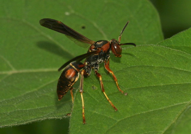 Polistes fuscatus Vespidae