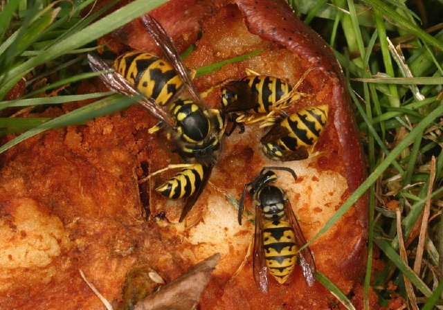 Vespula Germanica Vespidae