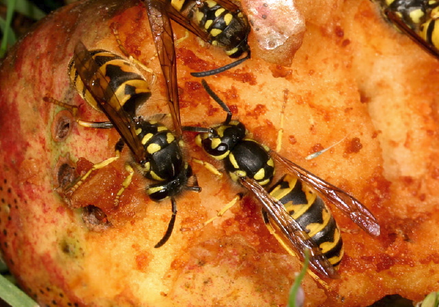 Vespula Germanica Vespidae