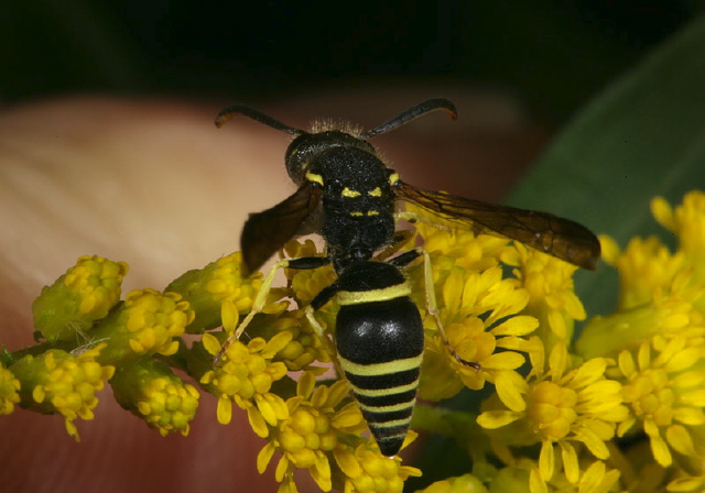 Ancistrocerus catskill Vespidae