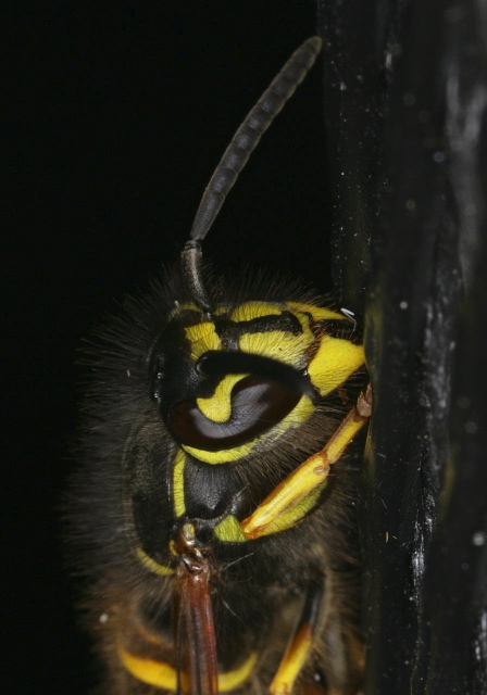 Vespula vulgaris Vespidae