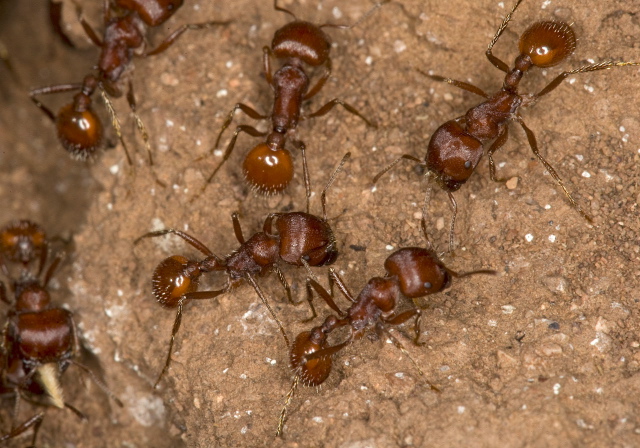 Pogonomyrmex barbatus? Formicidae