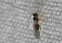 braconid8751