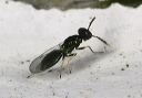 chalcidoid_wasp_1818