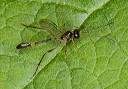 ichneumon_1846