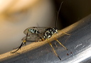 ichneumon_2297