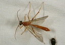 ichneumon_wasp1503