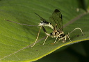 ichneumon_wasp1707