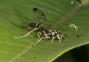 ichneumon_wasp1710