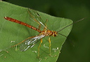 ichneumon_wasp8941