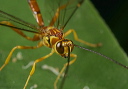 ichneumon_wasp8943