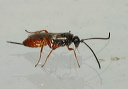 ichneumon_wasp_sp243