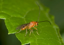 wasp_2527