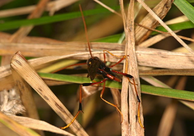 Banchus sp. Ichneumonidae