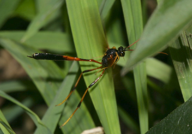 Banchus sp.? Ichneumonidae