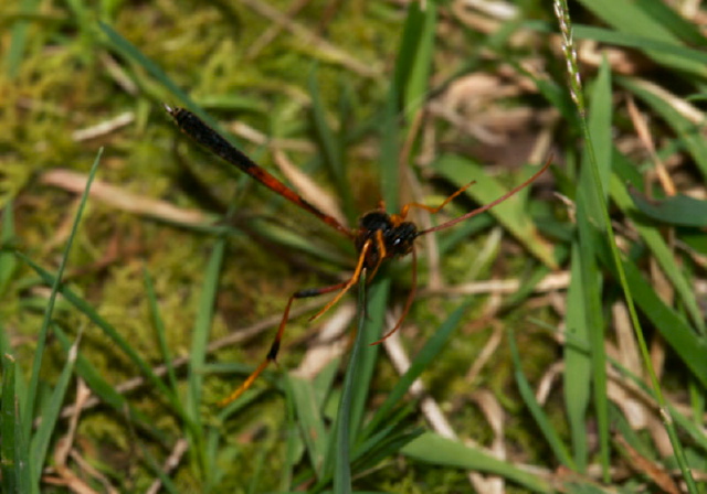 Banchus sp.? Ichneumonidae