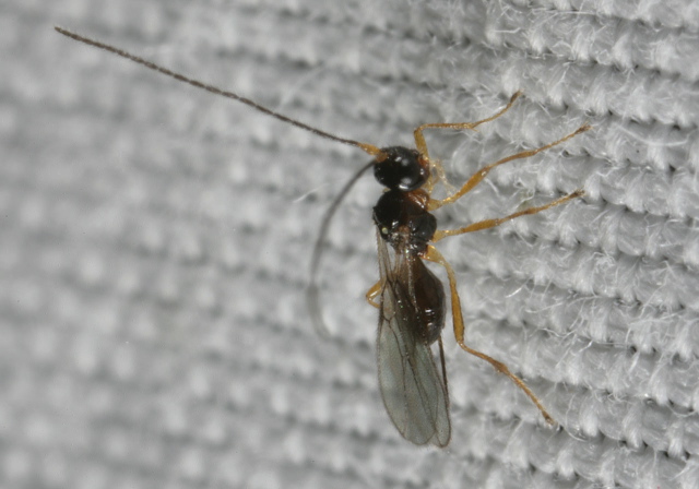 Alysiinae sp? Braconidae