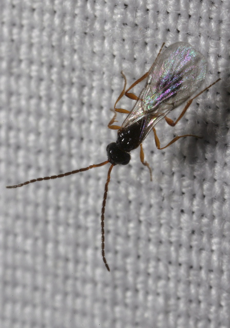   Braconidae