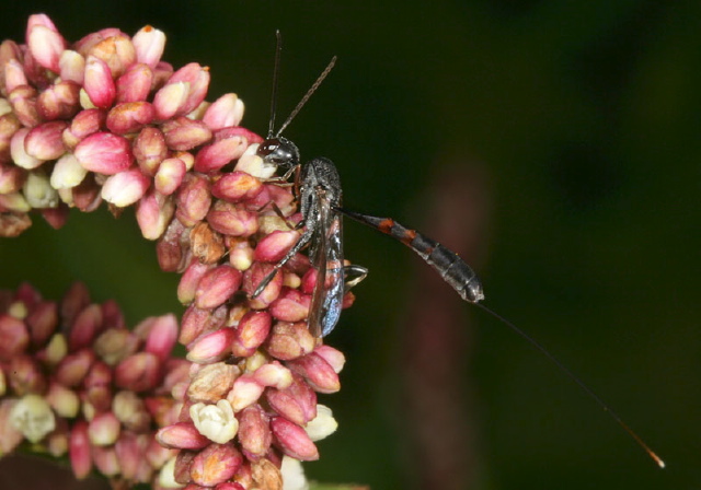 Gasteruption sp. Gasteruptiidae