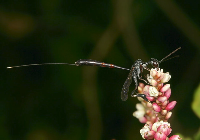 Gasteruption sp. Gasteruptiidae