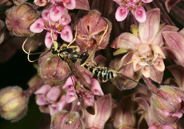 Arotes sp. Ichneumonidae