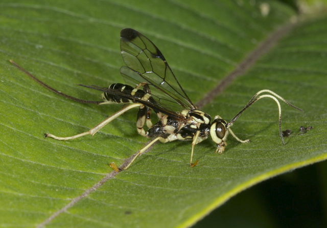 Arotes sp. Ichneumonidae