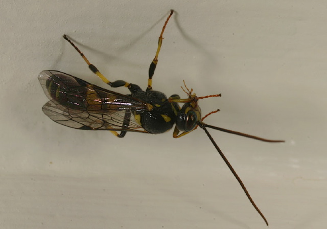   Ichneumonidae