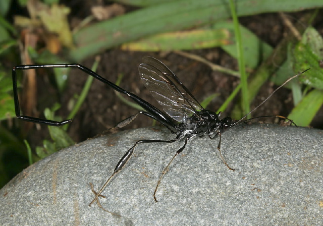 Pelecinus polyturator Pelecinidae