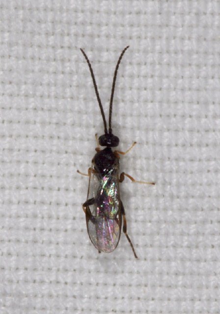   Braconidae