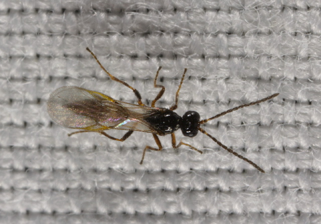 Aphidiinae Braconidae