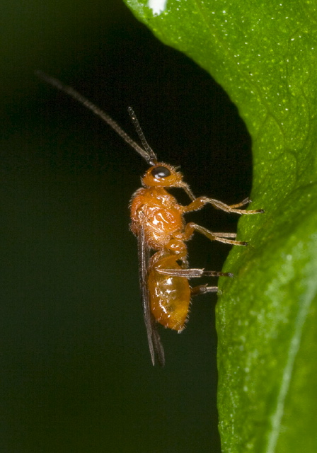 Opius sp.? Braconidae