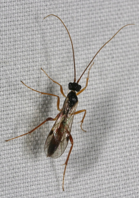   Braconidae