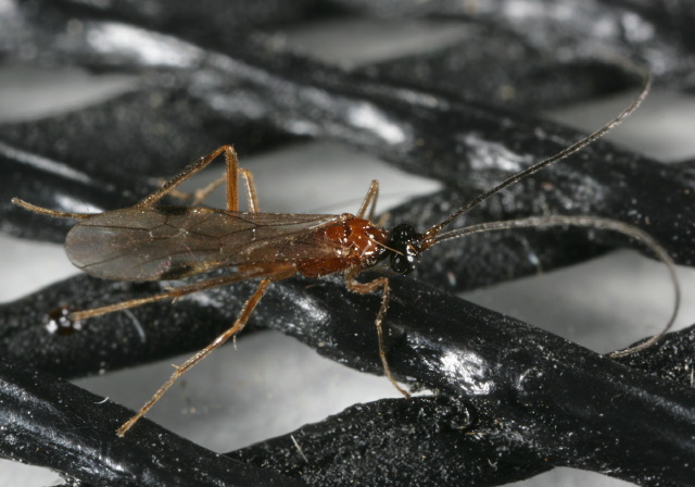   Braconidae