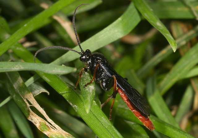   Ichneumonidae