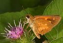 broad-winged_skipper812