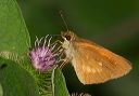 broadwing_skipper519