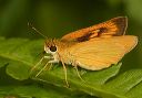 delaware_skipper387