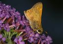 sachem_skipper229