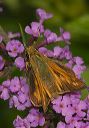 sachem_skipper383